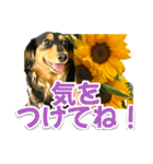 ダックスLoveちゃん38夏ひまわり2（個別スタンプ：34）