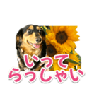 ダックスLoveちゃん38夏ひまわり2（個別スタンプ：35）