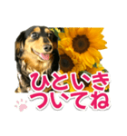 ダックスLoveちゃん38夏ひまわり2（個別スタンプ：39）