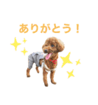 トイプードルのおとちゃん（個別スタンプ：1）