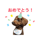 トイプードルのおとちゃん（個別スタンプ：2）