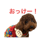 トイプードルのおとちゃん（個別スタンプ：3）