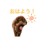トイプードルのおとちゃん（個別スタンプ：4）