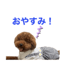トイプードルのおとちゃん（個別スタンプ：5）