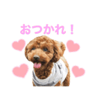 トイプードルのおとちゃん（個別スタンプ：6）