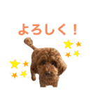 トイプードルのおとちゃん（個別スタンプ：7）
