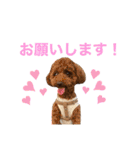 トイプードルのおとちゃん（個別スタンプ：8）
