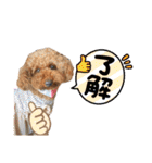 トイプードルのおとちゃん（個別スタンプ：12）