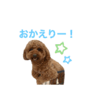 トイプードルのおとちゃん（個別スタンプ：13）