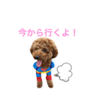 トイプードルのおとちゃん（個別スタンプ：14）
