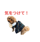 トイプードルのおとちゃん（個別スタンプ：15）