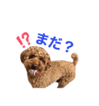 トイプードルのおとちゃん（個別スタンプ：17）
