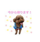 トイプードルのおとちゃん（個別スタンプ：21）