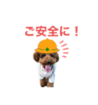 トイプードルのおとちゃん（個別スタンプ：22）