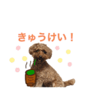 トイプードルのおとちゃん（個別スタンプ：23）