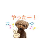トイプードルのおとちゃん（個別スタンプ：26）
