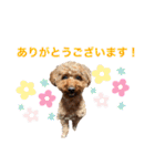 トイプードルのおとちゃん（個別スタンプ：28）