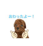 トイプードルのおとちゃん（個別スタンプ：30）