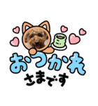 トイプードルのおとちゃん（個別スタンプ：36）