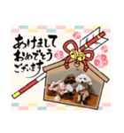 トイプードルのおとちゃん（個別スタンプ：37）