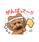 トイプードルのおとちゃん（個別スタンプ：38）