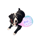 ポルちゃん Bernese Mountain Dog（個別スタンプ：1）