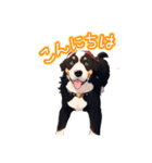 ポルちゃん Bernese Mountain Dog（個別スタンプ：2）