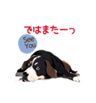 ポルちゃん Bernese Mountain Dog（個別スタンプ：7）