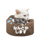 石川のんたん（個別スタンプ：10）