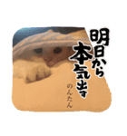 石川のんたん（個別スタンプ：12）