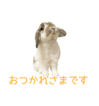 かわいいたれみみ（個別スタンプ：1）