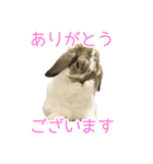 かわいいたれみみ（個別スタンプ：2）