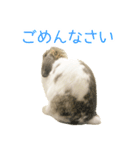 かわいいたれみみ（個別スタンプ：4）
