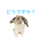 かわいいたれみみ（個別スタンプ：6）