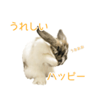 かわいいたれみみ（個別スタンプ：8）