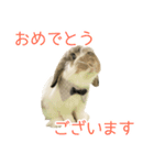 かわいいたれみみ（個別スタンプ：10）