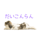 かわいいたれみみ（個別スタンプ：13）