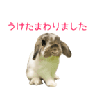 かわいいたれみみ（個別スタンプ：14）