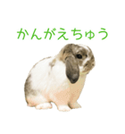 かわいいたれみみ（個別スタンプ：15）