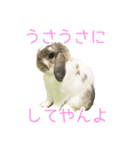 かわいいたれみみ（個別スタンプ：16）