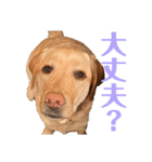 にきお。（個別スタンプ：8）