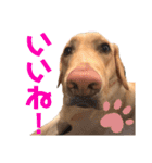 にきお。（個別スタンプ：12）