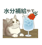 夏やで！毎日使えるで☆関西モフ猫連合（個別スタンプ：5）