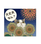 夏やで！毎日使えるで☆関西モフ猫連合（個別スタンプ：20）