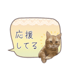 猫たちのリアルタッチ吹き出し（個別スタンプ：6）