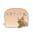 猫たちのリアルタッチ吹き出し（個別スタンプ：7）