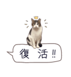 猫たちのリアルタッチ吹き出し（個別スタンプ：8）