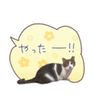 猫たちのリアルタッチ吹き出し（個別スタンプ：9）