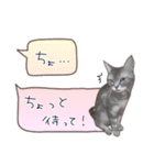 猫たちのリアルタッチ吹き出し（個別スタンプ：11）