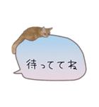 猫たちのリアルタッチ吹き出し（個別スタンプ：12）